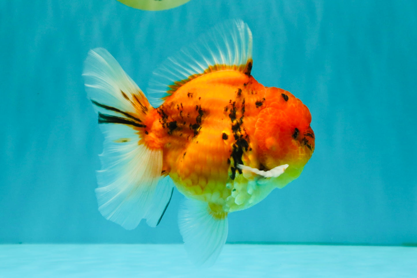CHONKY AAA Grade Tiger Oranda Male 5-5.5 inches #082826OR_03