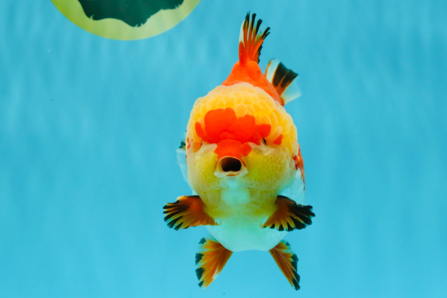 SUPER AAA Grade Godzilla Red White Yuanbao Male 5.5 inches #022026YB_03