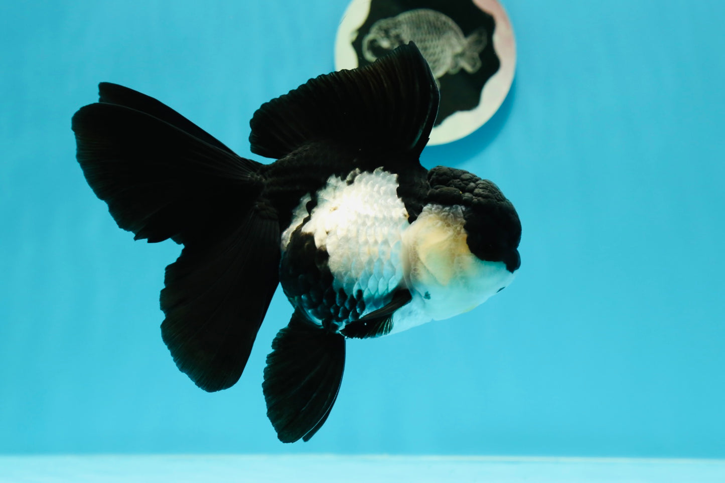 🐼 A Grade Killer Whale Panda Oranda Female 5.5 inches #0607OR_04