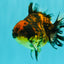 A Grade Tiger Yuanbao Male 4.5-5 inches #071726YB_11