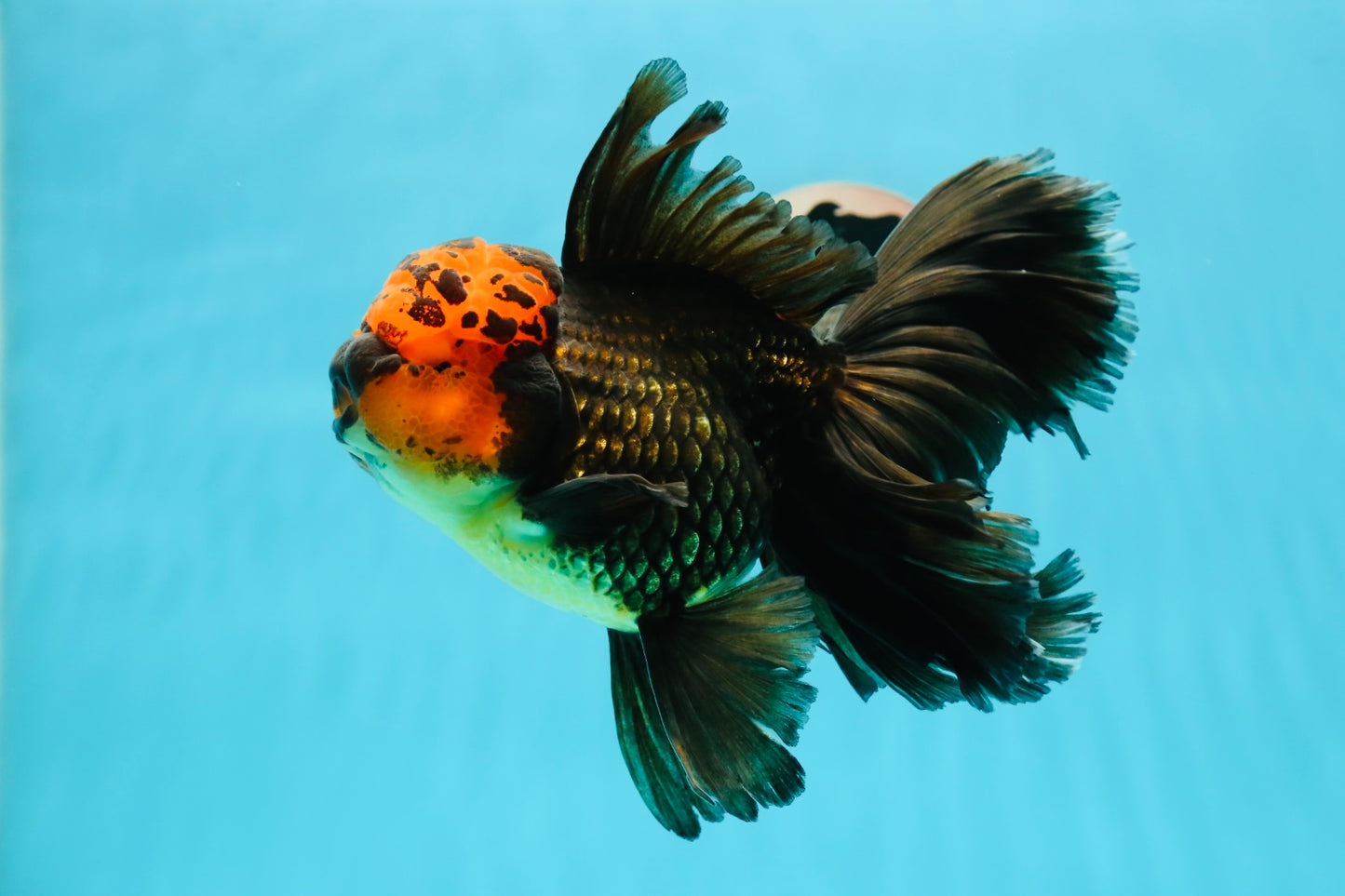 Oranda femelle à tête de lave géante de qualité AAA, queue de rose, 6 pouces #1110OR_22