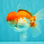 AAA Grade Peach Red White Oranda Male 5 inches #062626OR_30