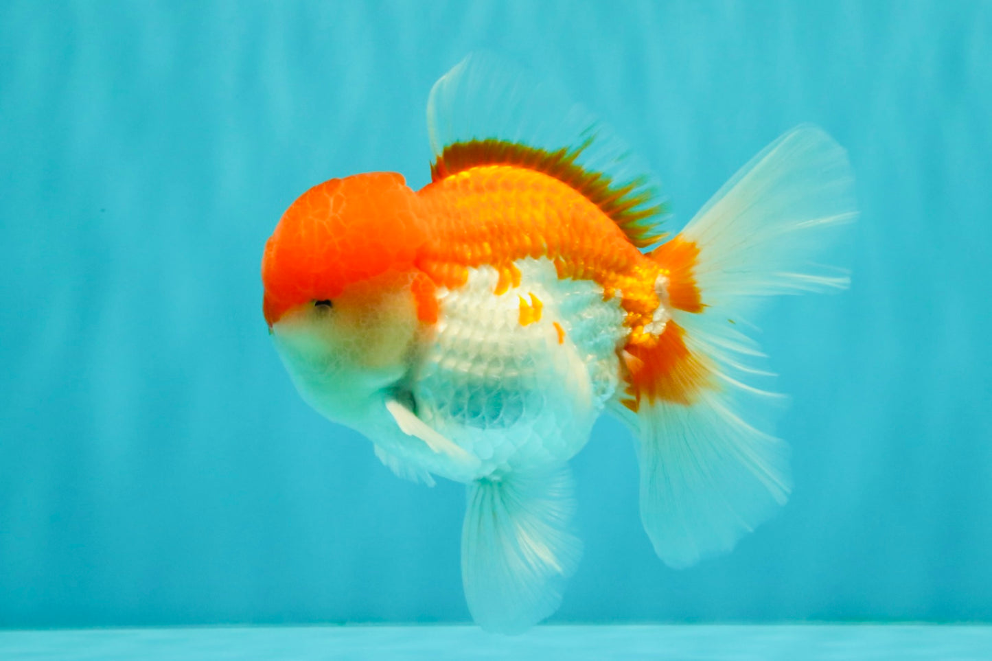 AAA Grade Peach Red White Oranda Male 5 inches #062626OR_30