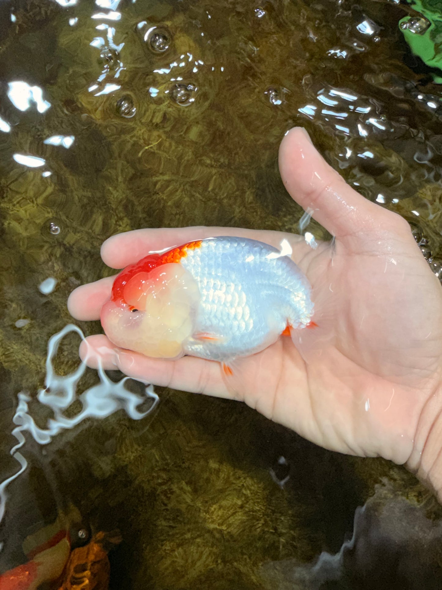 FLUFFY WEN AAA Grade Red White LionQueen 4 inches #112825LC_08