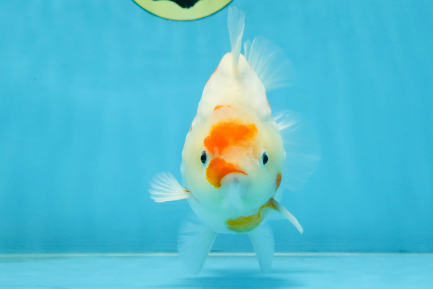 AAA Grade Godzilla Sakura Yuanbao Male 5-5.5 inches #112825YB_18