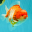 CHONKY AAA Grade Sakura Yuanbao Male 5-5.5 inches #100926YB_04