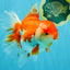 JUMBO AAA Grade Red White Oranda Female 7 inches #040326OR_22