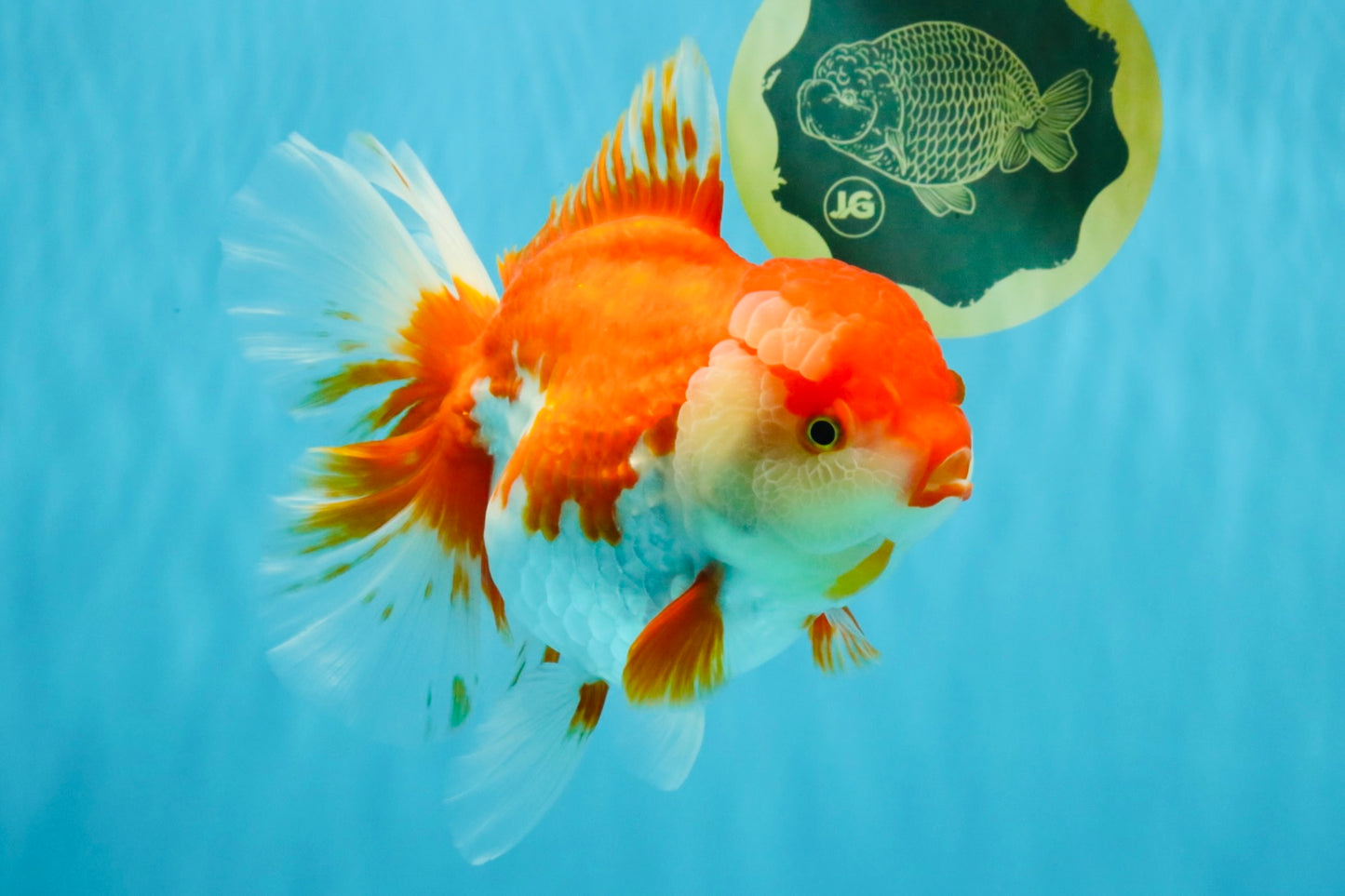 JUMBO AAA Grade Red White Oranda Female 7 inches #040326OR_22