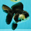 UNIQUE Panda Oranda Female 5-5.5 inches #041726OR_09