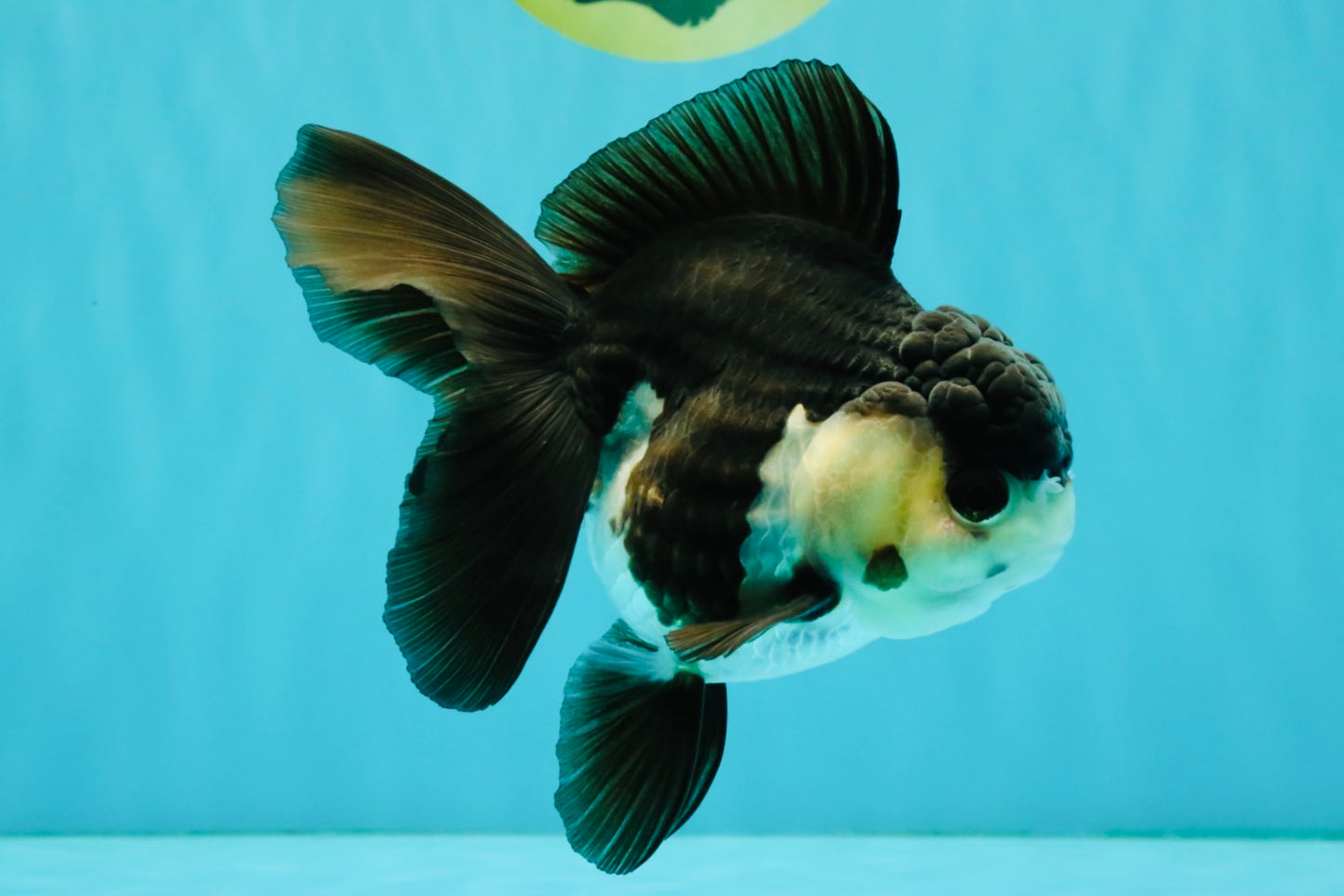 UNIQUE Panda Oranda Female 5-5.5 inches #041726OR_09