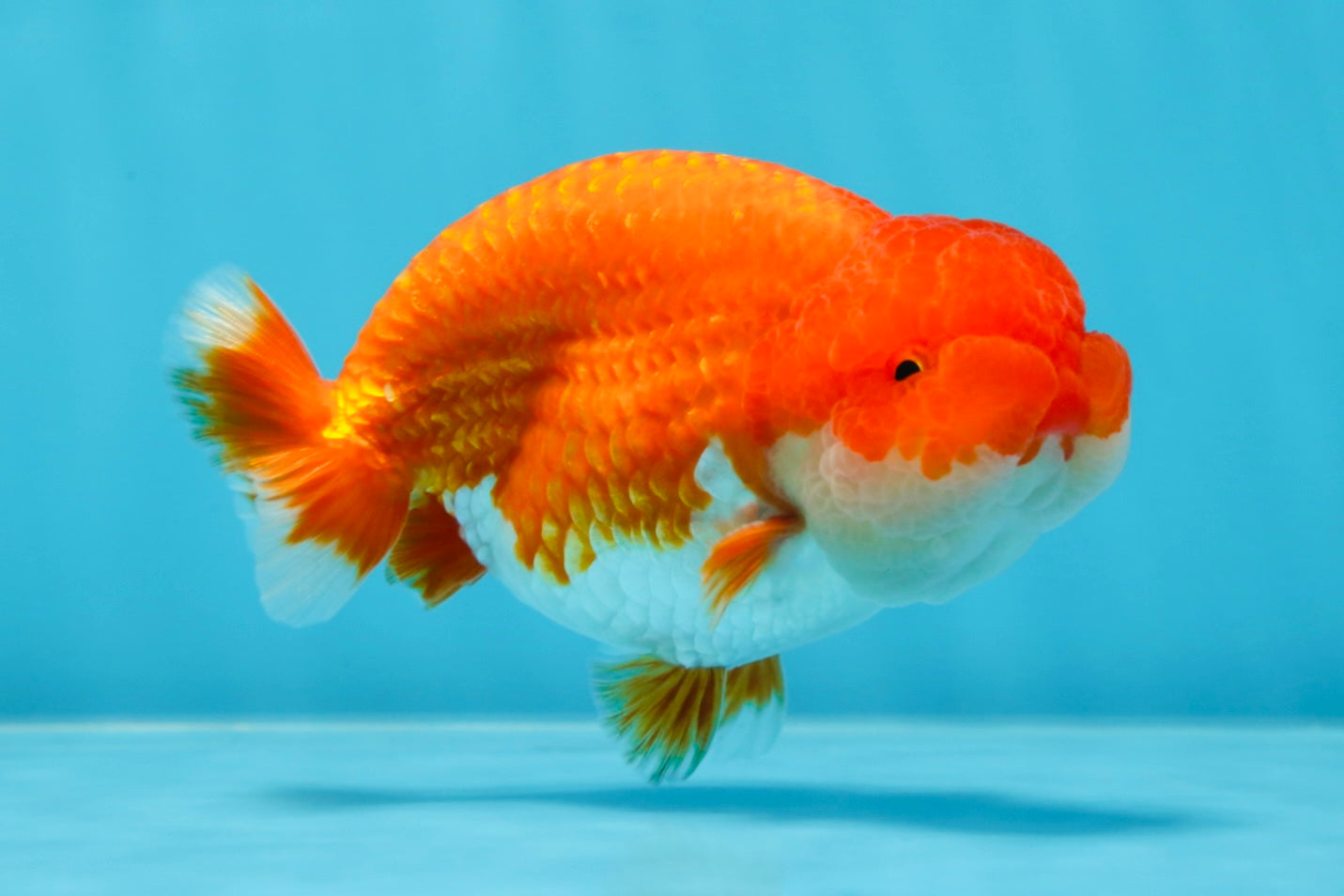 AAA Grade Red White LionKing 4-4.5  inches #053025LC_12