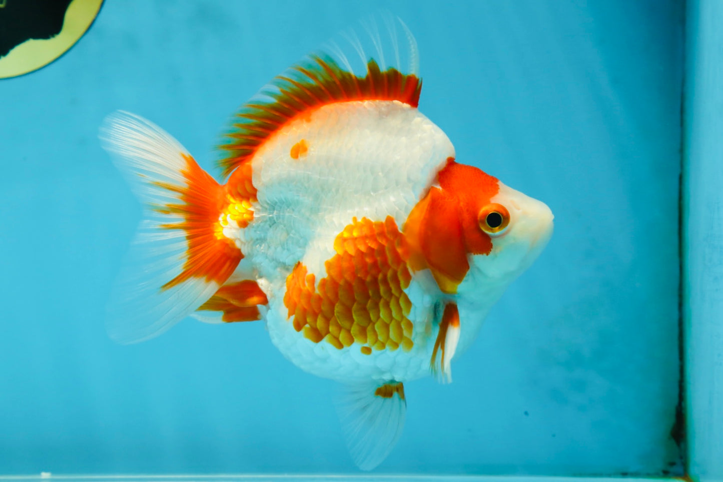 AAA Grade Red White Ryukin Female 5 inches #052325RK_23