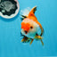 AAA Grade Tricolor Oranda Male 5-5.5 inches #0830OR_21