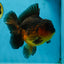 A Grade Apache Oranda Male 5.5-6 inches #060625OR_30