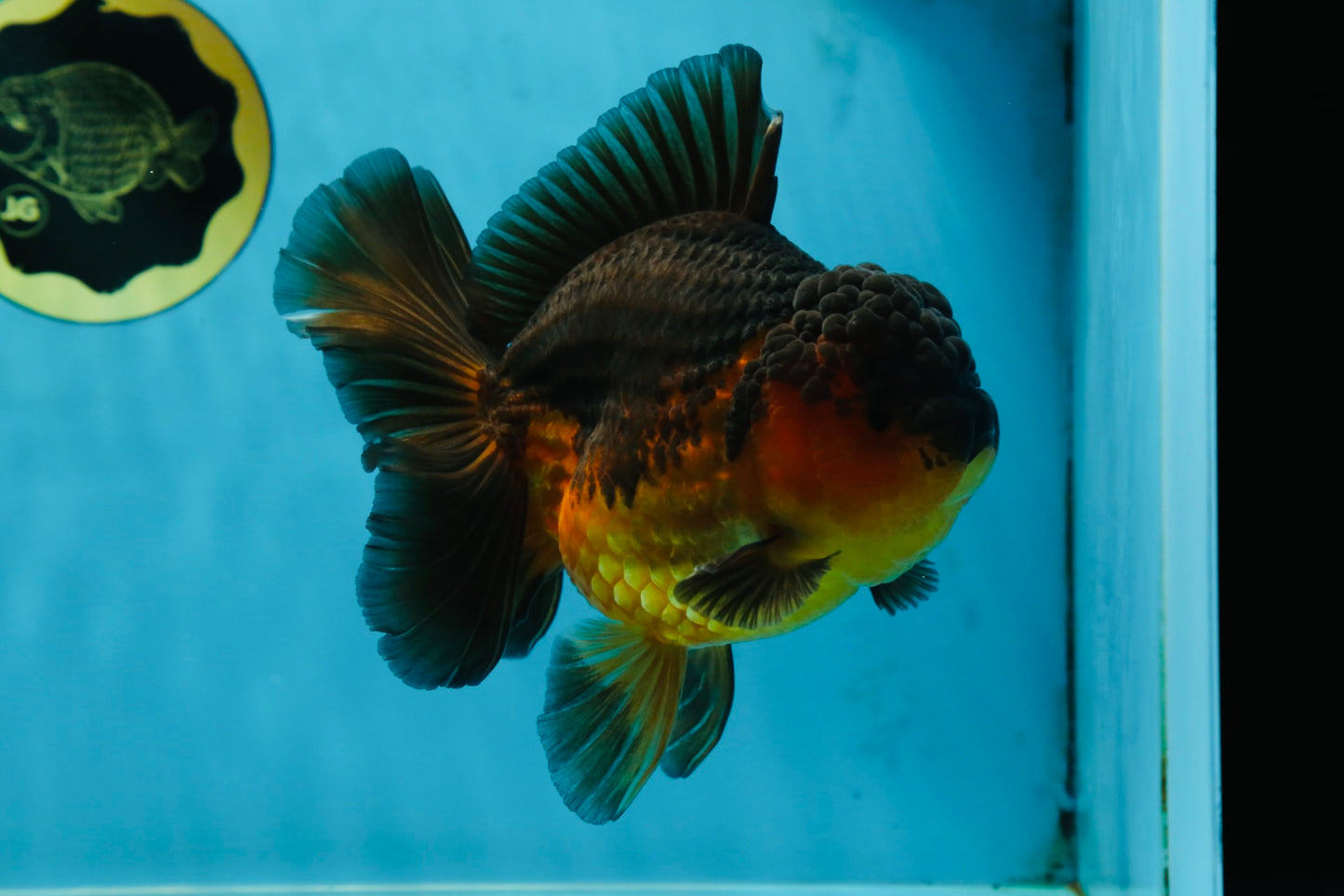 A Grade Apache Oranda Male 5.5-6 inches #060625OR_30