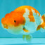 A Grade Red White LionKing 4.5 inches #081426LC_20