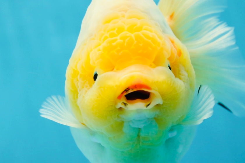 SHOW GRADE Godzilla Sakura Yuanbao Male 6 inches #050925YB_24