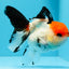 A Grade Tancho Button Eyes Tricolor Oranda Female 4.5 inches #0614OR_23