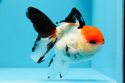 Oranda tricolor de ojos de botón de grado A, hembra de 4,5 pulgadas, n.º 0614OR_23