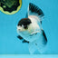 Panda Button Eyes Oranda Male 5-5.5 inches #112125OR_20