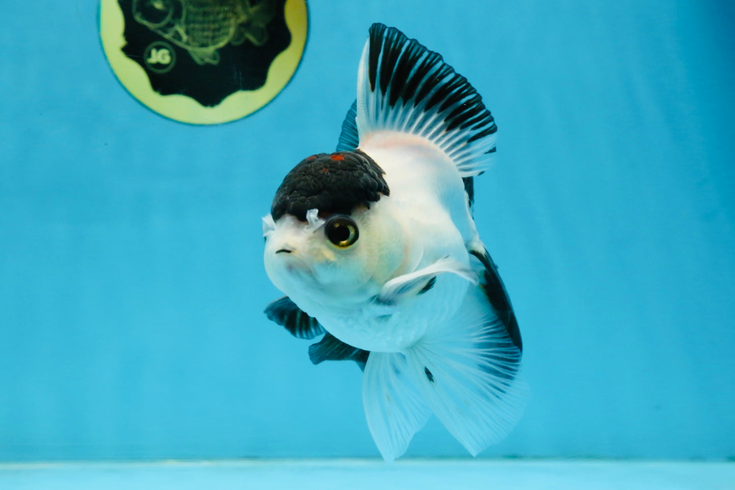 Panda Button Eyes Oranda Male 5-5.5 inches #112125OR_20