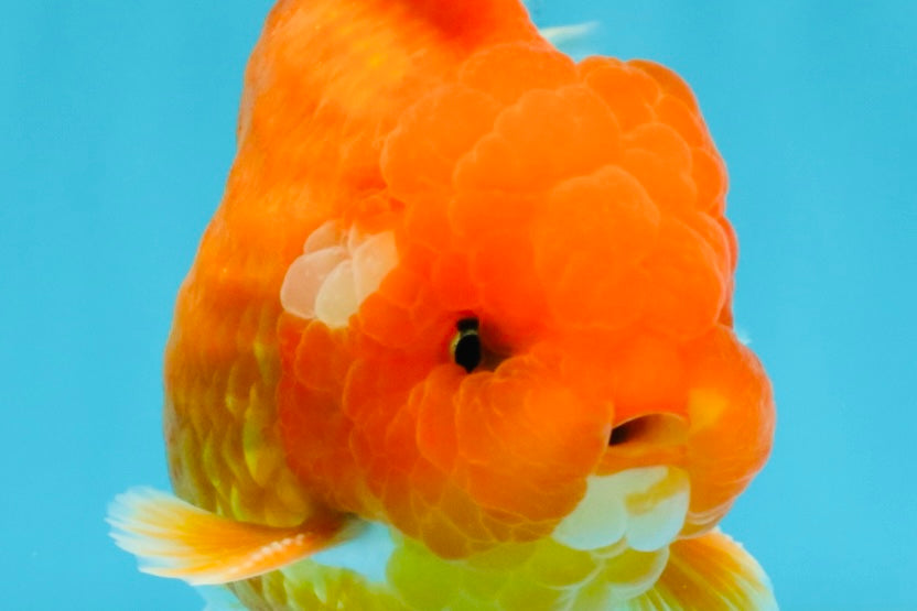 CHUBBY A Grade Red White Oranda Male 5-5.5 inches #040326OR_19