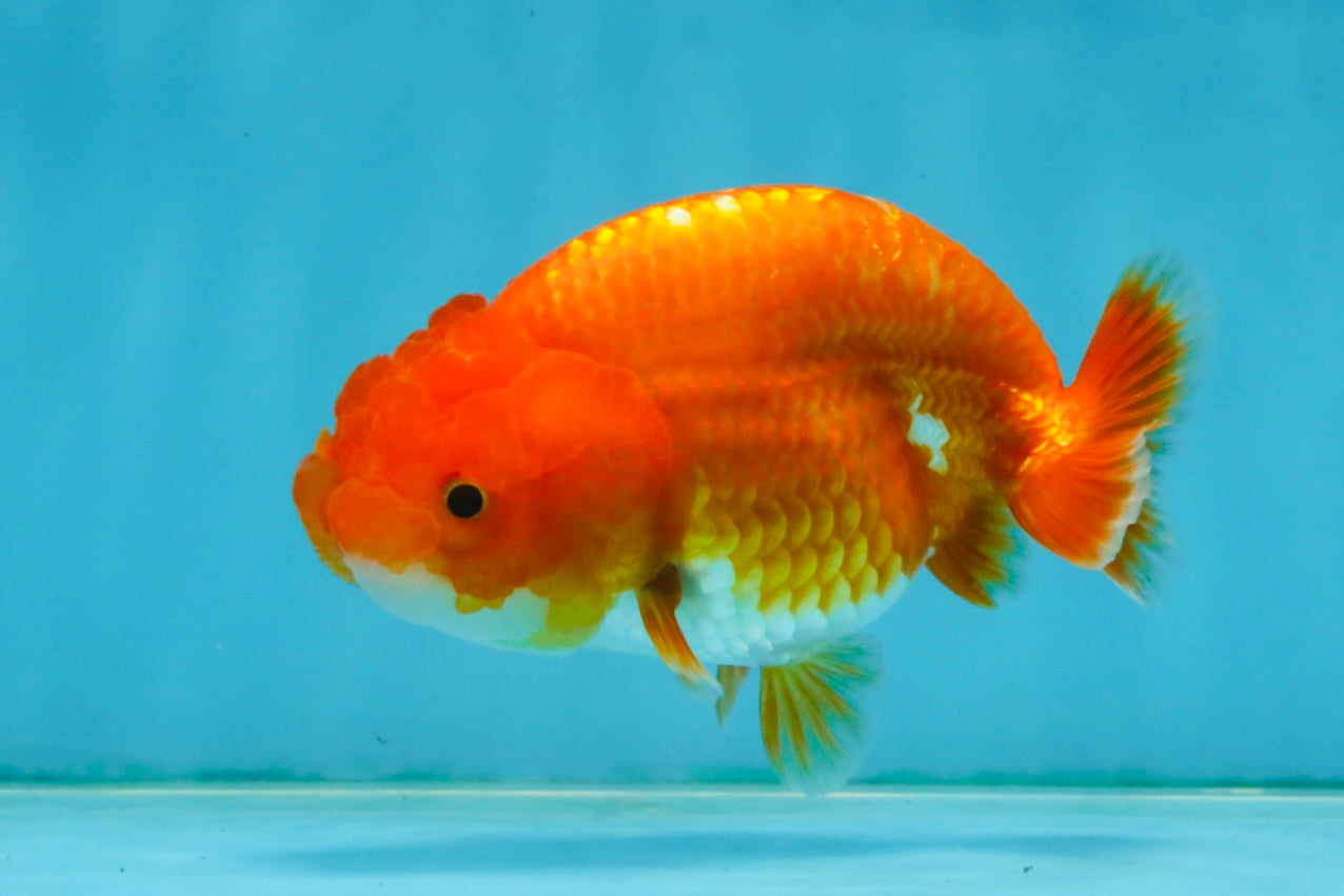 A Grade Red White LionQueen 4 inches #121225LC_09