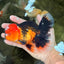 A Grade Apache Oranda Male 5.5 inches #102326OR_15