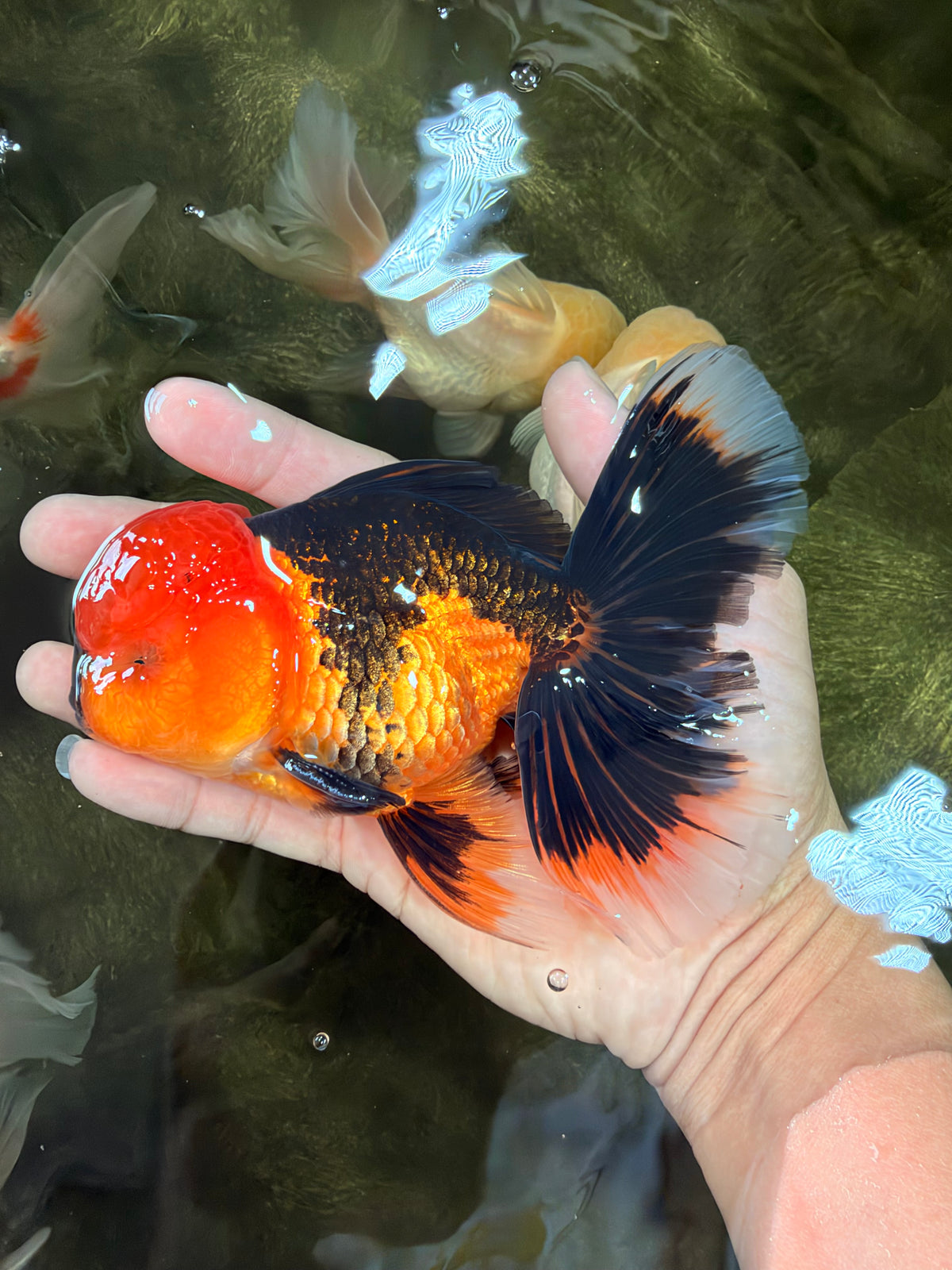 A Grade Apache Oranda Male 5.5 inches #102326OR_15