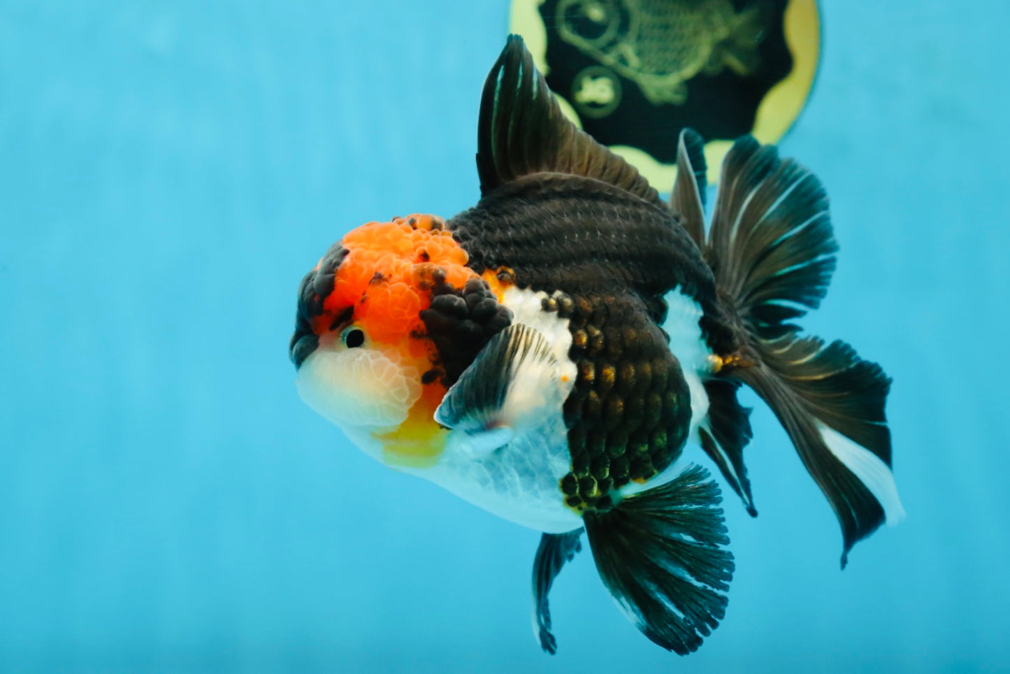 AAA Grade Tricolor Oranda Male 5.5 inches #052325_11
