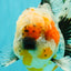 FLUFFY AAA Grade Calico Kirin Oranda Male 7 inches #100926OR_09