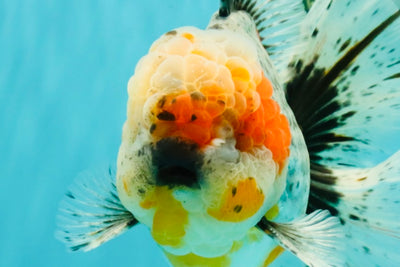 FLUFFY AAA Grade Calico Kirin Oranda Male 7 inches #100926OR_09