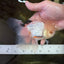 A Grade White Oranda Male 5.5 inches #052325OR_02