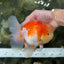 AAA Grade Godzilla Sakura Oranda Male 6 inches #053025OR_25