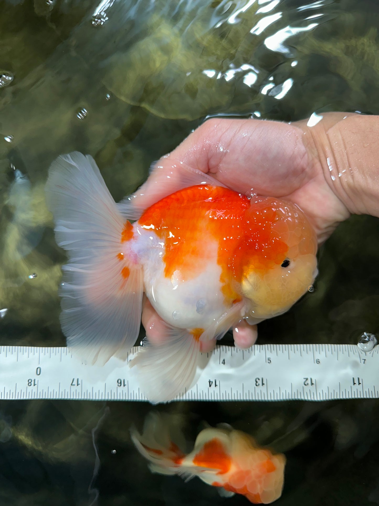AAA Grade Godzilla Sakura Oranda Male 6 inches #053025OR_25