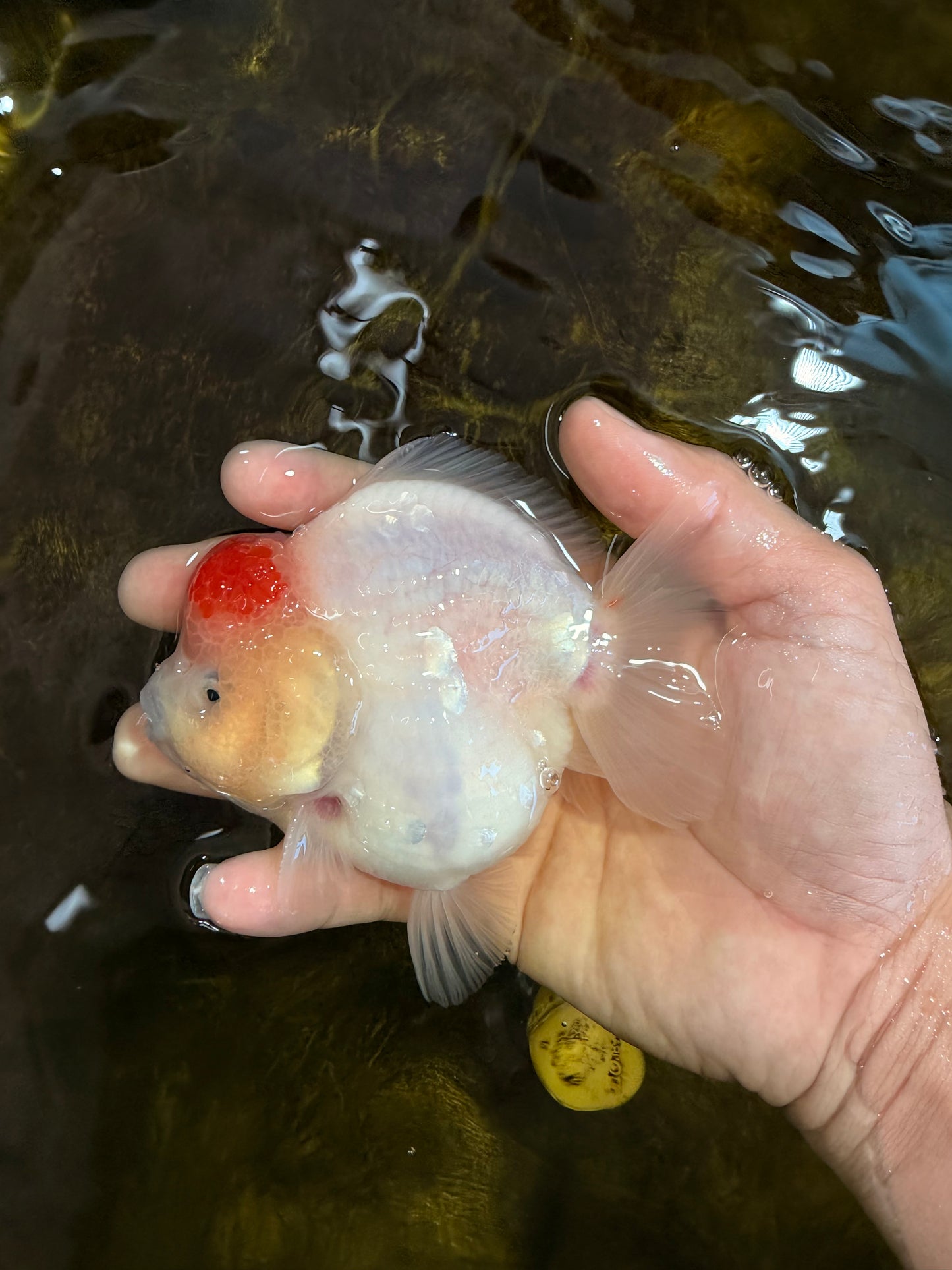 AAA Grade Tancho Sakura Yuanbao Male 4-4.5 inches #101025YB_31