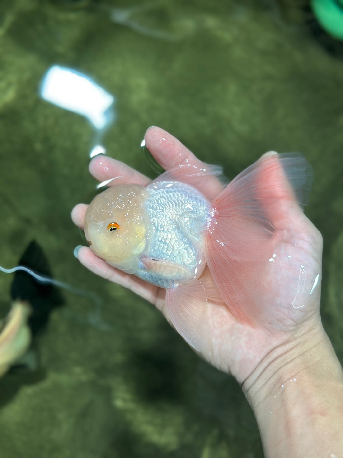 A Grade White Oranda Male 5 inches #121324OR_22