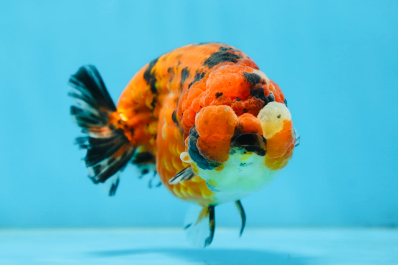 AAA Grade ADORABLE Tiger LionQueen 5 inches #082925LC_01