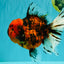 Tiger Oranda Female 7 inches #100926OR_12