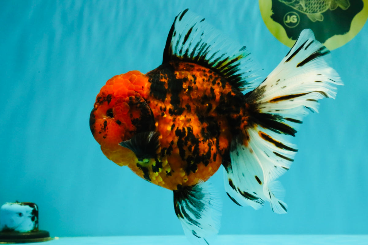 Tiger Oranda Female 7 inches #100926OR_12