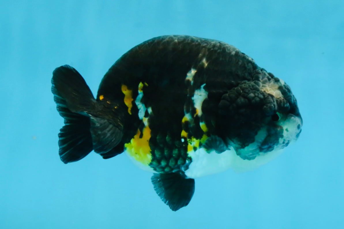 SPECIAL PANDA A Grade Ink Chinese Ranchu Male 4.5 inches #120525RC_05