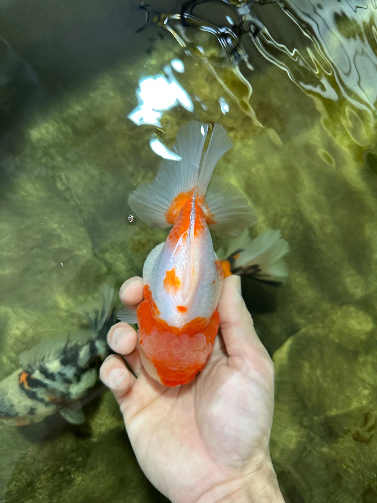 A Grade SPECIAL Sakura Oranda Female 5.5-6 inches #051625OR_14