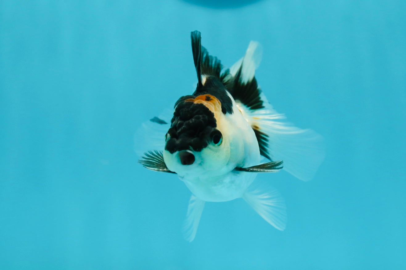 Panda Oranda Male 3-3.5 inches #1004OR_26