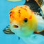 A Grade UNIQUE Tricolor Oranda Male 5.5 inches #072525OR_08