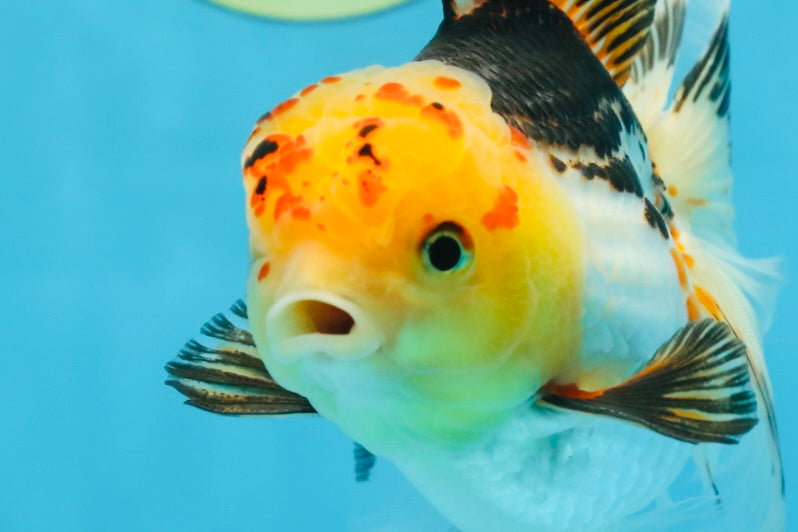 A Grade UNIQUE Tricolor Oranda Male 5.5 inches #072525OR_08
