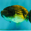 Apache Lionchu Female 4.5 inches #081426LC_25