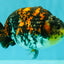 Special Tricolor Tiger Ranchu Female 6-6.5 inch #092526RC_22