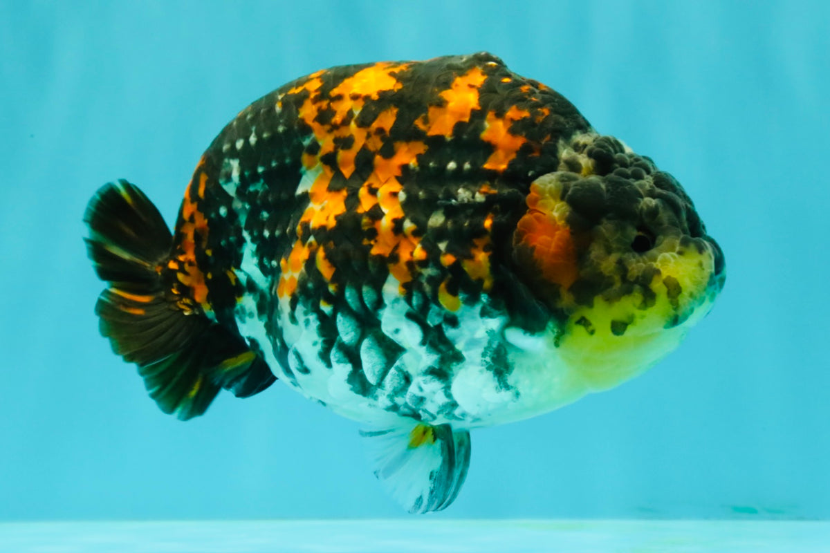 Special Tricolor Tiger Ranchu Female 6-6.5 inch #092526RC_22