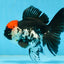 Tricolor Oranda Female 5 inches #091225OR_16