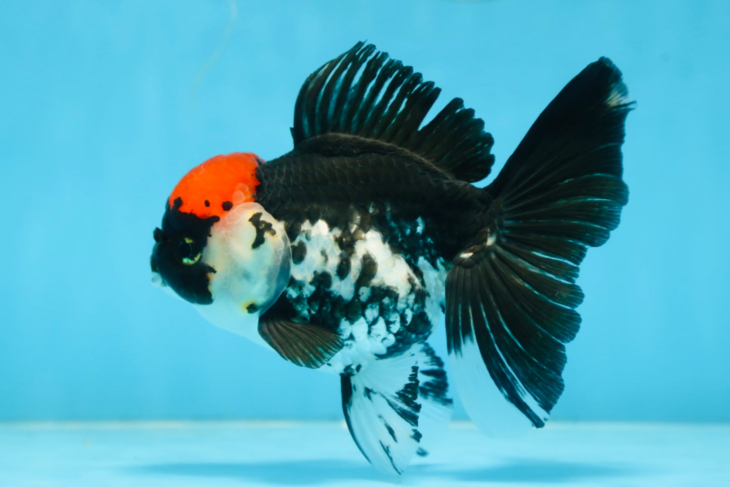 Tricolor Oranda Female 5 inches #091225OR_16